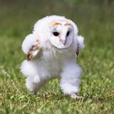 （分類：）位於 。 由 hahalala113 提交（商品編號 1250563285，圖片 1）。簡介： 。