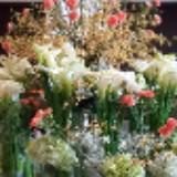 (Kategori: ) berada di . Dikirim oleh pearlblossom2 (ID iklan 1254874694, Gambar 1). Deskripsi: .