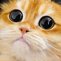 （分類：）位於 。 由 sum3151838303 提交（商品編號 1356630302，圖片 1）。簡介： 。