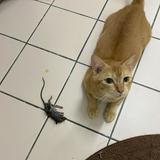 (Category: ) located in . Submitted by mrdandaf (Listing ID 1471048319, Image 1). Description: .