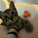 （分類：）位於 。 由 tiffanytsangyy 提交（商品編號 1357722391，圖片 1）。簡介： 。