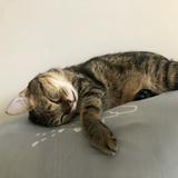 由 cat220619 (刊登 ID 1256817189，圖片 1) 提交，位於 的 (類別：)，說明：。