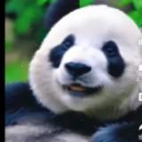 由 kkk576576 (刊登 ID 1335963123，圖片 1) 提交，位於 的 (類別：)，說明：。