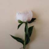 (Kategori: ) berada di . Dikirim oleh rinwhiteshop (ID iklan 1290621288, Gambar 1). Deskripsi: .
