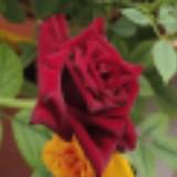 (Category: ) located in . Submitted by vgpal (Listing ID 1355661723, Image 1). Description: .