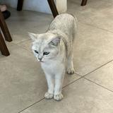 （分類：）位於 。 由 jj81202225 提交（商品編號 1308753060，圖片 1）。簡介： 。