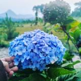 (Kategori: ) berada di . Dikirim oleh momozy (ID iklan 1377906983, Gambar 1). Deskripsi: .
