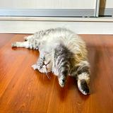 (Category: ) located in . Submitted by of.c_ (Listing ID 1325732546, Image 1). Description: .