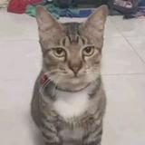 (Category: ) located in . Submitted by tomyam.ayam (Listing ID 1319652152, Image 1). Description: .