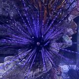 (Category: ) located in . Submitted by louistuffzz (Listing ID 1330211171, Image 1). Description: .