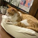 由 belle__0222 (刊登 ID 1302232629，圖片 1) 提交，位於 的 (類別：)，說明：。