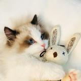 （分類：）位於 。 由 missbunnybi 提交（商品編號 1297144932，圖片 1）。簡介： 。