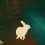 (Category: ) located in . Submitted by agentt007 (Listing ID 1285237697, Image 1). Description: .