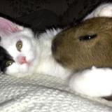 (Category: ) located in . Submitted by ms.amani (Listing ID 1442359759, Image 1). Description: .