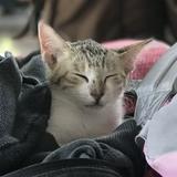 (Kategori: ) berada di . Dikirim oleh angelschoice_ (ID iklan 1372811105, Gambar 1). Deskripsi: .