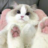 由 212121212121 (刊登 ID 1379164697，圖片 1) 提交，位於 的 (類別：)，說明：。