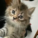 (Category: ) located in . Submitted by cim.shahrom (Listing ID 1384553828, Image 1). Description: .