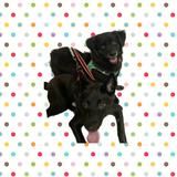 （分類：）位於 。 由 lhln118 提交（商品編號 1190641217，圖片 1）。簡介： 。