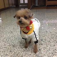 由 s1084011972610 (刊登 ID 1330988025，圖片 1) 提交，位於 的 (類別：)，說明：。