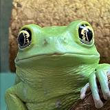 (分類:)位於 。 由 ilovefrog 提交(商品編號 1439837204,圖片 1)。簡介: 。