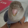 (Category: ) located in . Submitted by qwerty________ (Listing ID 1447165139, Image 1). Description: .
