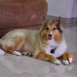(Category: ) located in . Submitted by loyalhound (Listing ID 1077390555, Image 1). Description: .