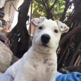 (Category: ) located in . Submitted by doggo_store (Listing ID 1381964649, Image 1). Description: .