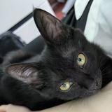 (分類:)位於 。 由 iiiuueeee 提交(商品編號 1450884828,圖片 1)。簡介: 。