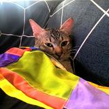 (Category: ) located in . Submitted by rockies97 (Listing ID 1467176398, Image 1). Description: .