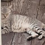 由 fi023359 (刊登 ID 1324805214，圖片 1) 提交，位於 的 (類別：)，說明：。