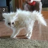(Category: ) located in . Submitted by stripysokz (Listing ID 1424841407, Image 1). Description: .