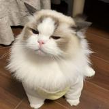 （分類：）位於 。 由 vovshop 提交（商品編號 1354690917，圖片 1）。簡介： 。