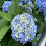 由 bluesky35 (刊登 ID 1382400680，圖片 1) 提交，位於 的 (類別：)，說明：。