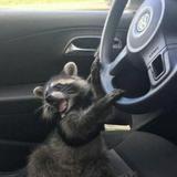 (Category: ) located in . Submitted by dumbpanda (Listing ID 1448012432, Image 1). Description: .