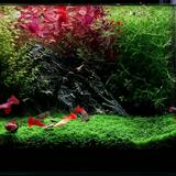(Category: ) located in . Submitted by austin_st (Listing ID 1384031761, Image 1). Description: .