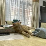 (Category: ) located in . Submitted by aimanzulhilmie (Listing ID 1453743699, Image 1). Description: .