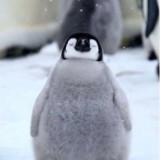 (Kategori: ) berada di . Dikirim oleh pritaratnasari21 (ID iklan 1270346443, Gambar 1). Deskripsi: .