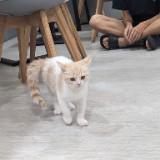 由 winterblow (刊登 ID 1362610960，圖片 1) 提交，位於 的 (類別：)，說明：。