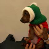(Category: ) located in . Submitted by phobospotato (Listing ID 1277733413, Image 1). Description: .