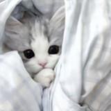 （分類：）位於 。 由 mewkaa 提交（商品編號 1347222454，圖片 1）。簡介： 。