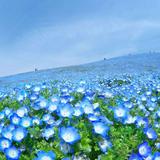 （分類：）位於 。 由 .zera. 提交（商品編號 1380502057，圖片 1）。簡介： 。