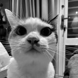 由 blacky4416 (刊登 ID 1330648121，圖片 1) 提交，位於 的 (類別：)，說明：。