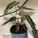 由 time.boutique (刊登 ID 1323596579,圖片 1) 提交,位於 的 (類別:),說明:。