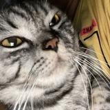 (Category: ) located in . Submitted by gusionrivero-08 (Listing ID 1470759524, Image 1). Description: .