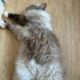 （分類：）位於 。 由 kc93332211 提交（商品編號 1357377345，圖片 1）。簡介： 。