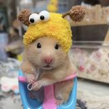 由 bee_qq (刊登 ID 1378546136，圖片 1) 提交，位於 的 (類別：)，說明：。