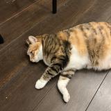 由 yo.yo.i (刊登 ID 1381000896，圖片 1) 提交，位於 的 (類別：)，說明：。