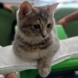 (Category: ) located in . Submitted by alaqazam (Listing ID 1321997167, Image 1). Description: .