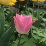 (Category: ) located in . Submitted by jel.marie (Listing ID 1352379839, Image 1). Description: .
