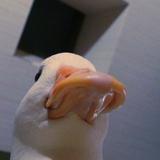 （分類：）位於 。 由 chausimee 提交（商品編號 1362348136，圖片 1）。簡介： 。